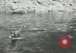 Image of dog Fido Alaska USA, 1934, second 44 stock footage video 65675064927