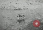 Image of dog Fido Alaska USA, 1934, second 48 stock footage video 65675064927