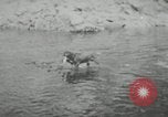 Image of dog Fido Alaska USA, 1934, second 49 stock footage video 65675064927