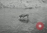 Image of dog Fido Alaska USA, 1934, second 50 stock footage video 65675064927