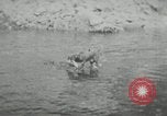 Image of dog Fido Alaska USA, 1934, second 51 stock footage video 65675064927