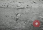 Image of dog Fido Alaska USA, 1934, second 52 stock footage video 65675064927