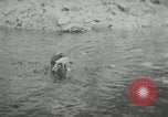 Image of dog Fido Alaska USA, 1934, second 53 stock footage video 65675064927
