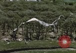 Immagine di Lancio del palloncino New Mexico United States USA, 1957, secondo 9 filmato di repertorio 65675065040