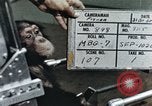 Image of training of chimpanzee New Mexico United States USA, 1960, second 1 stock footage video 65675065062