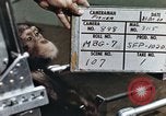 Image of training of chimpanzee New Mexico United States USA, 1960, second 6 stock footage video 65675065062