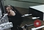Image of training of chimpanzee New Mexico United States USA, 1960, second 7 stock footage video 65675065062
