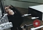 Image of training of chimpanzee New Mexico United States USA, 1960, second 8 stock footage video 65675065062