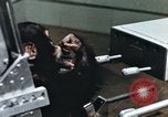 Image of training of chimpanzee New Mexico United States USA, 1960, second 9 stock footage video 65675065062