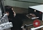 Image of training of chimpanzee New Mexico United States USA, 1960, second 10 stock footage video 65675065062