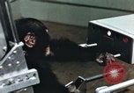 Image of training of chimpanzee New Mexico United States USA, 1960, second 11 stock footage video 65675065062