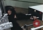 Image of training of chimpanzee New Mexico United States USA, 1960, second 12 stock footage video 65675065062