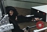 Image of training of chimpanzee New Mexico United States USA, 1960, second 13 stock footage video 65675065062