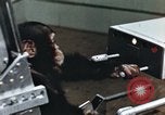 Image of training of chimpanzee New Mexico United States USA, 1960, second 14 stock footage video 65675065062