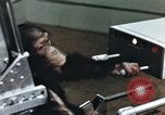 Image of training of chimpanzee New Mexico United States USA, 1960, second 15 stock footage video 65675065062