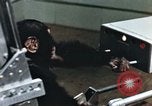 Image of training of chimpanzee New Mexico United States USA, 1960, second 17 stock footage video 65675065062