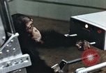 Image of training of chimpanzee New Mexico United States USA, 1960, second 18 stock footage video 65675065062