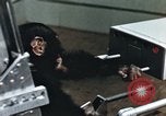 Image of training of chimpanzee New Mexico United States USA, 1960, second 19 stock footage video 65675065062