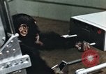 Image of training of chimpanzee New Mexico United States USA, 1960, second 20 stock footage video 65675065062
