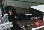 Image of training of chimpanzee New Mexico United States USA, 1960, second 22 stock footage video 65675065062
