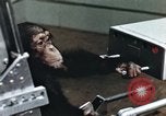 Image of training of chimpanzee New Mexico United States USA, 1960, second 23 stock footage video 65675065062