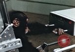 Image of training of chimpanzee New Mexico United States USA, 1960, second 24 stock footage video 65675065062