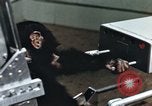 Image of training of chimpanzee New Mexico United States USA, 1960, second 26 stock footage video 65675065062