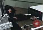 Image of training of chimpanzee New Mexico United States USA, 1960, second 28 stock footage video 65675065062