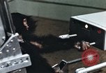 Image of training of chimpanzee New Mexico United States USA, 1960, second 29 stock footage video 65675065062