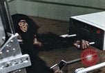 Image of training of chimpanzee New Mexico United States USA, 1960, second 30 stock footage video 65675065062