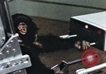 Image of training of chimpanzee New Mexico United States USA, 1960, second 31 stock footage video 65675065062