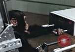 Image of training of chimpanzee New Mexico United States USA, 1960, second 32 stock footage video 65675065062