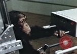 Image of training of chimpanzee New Mexico United States USA, 1960, second 33 stock footage video 65675065062