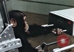 Image of training of chimpanzee New Mexico United States USA, 1960, second 34 stock footage video 65675065062