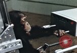 Image of training of chimpanzee New Mexico United States USA, 1960, second 35 stock footage video 65675065062