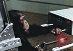 Image of training of chimpanzee New Mexico United States USA, 1960, second 36 stock footage video 65675065062