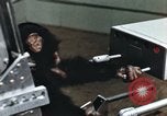 Image of training of chimpanzee New Mexico United States USA, 1960, second 37 stock footage video 65675065062