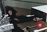 Image of training of chimpanzee New Mexico United States USA, 1960, second 38 stock footage video 65675065062