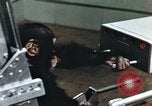Image of training of chimpanzee New Mexico United States USA, 1960, second 39 stock footage video 65675065062