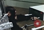 Image of training of chimpanzee New Mexico United States USA, 1960, second 40 stock footage video 65675065062