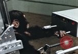 Image of training of chimpanzee New Mexico United States USA, 1960, second 41 stock footage video 65675065062