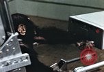 Image of training of chimpanzee New Mexico United States USA, 1960, second 43 stock footage video 65675065062