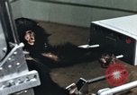 Image of training of chimpanzee New Mexico United States USA, 1960, second 44 stock footage video 65675065062