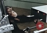 Image of training of chimpanzee New Mexico United States USA, 1960, second 45 stock footage video 65675065062