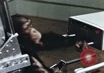Image of training of chimpanzee New Mexico United States USA, 1960, second 46 stock footage video 65675065062