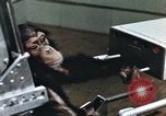 Image of training of chimpanzee New Mexico United States USA, 1960, second 47 stock footage video 65675065062