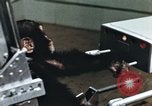 Image of training of chimpanzee New Mexico United States USA, 1960, second 48 stock footage video 65675065062