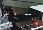 Image of training of chimpanzee New Mexico United States USA, 1960, second 49 stock footage video 65675065062