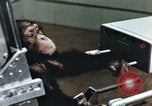 Image of training of chimpanzee New Mexico United States USA, 1960, second 51 stock footage video 65675065062