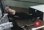 Image of training of chimpanzee New Mexico United States USA, 1960, second 52 stock footage video 65675065062